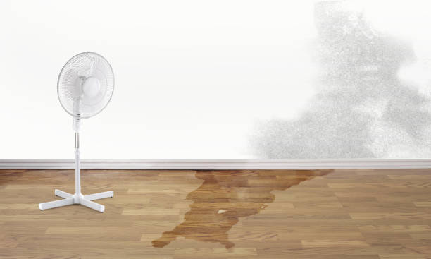 Best Carpet water damage restoration  in Elkhorn City, KY